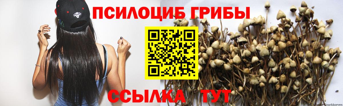 Электросталь  Псилоцибиновые грибы Cubensis  Вход с VPN 
